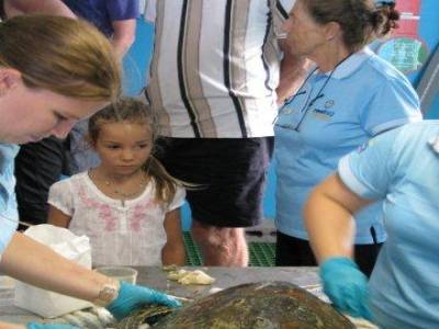 Hôpital des tortues