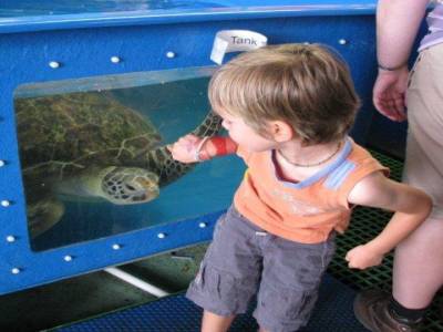 Hôpital des tortues 2