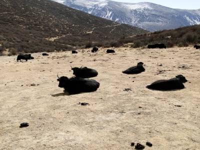 Rencontre avec des yaks