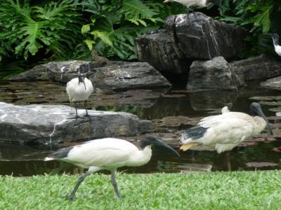 Ibis du jardin botanique de Brisbane