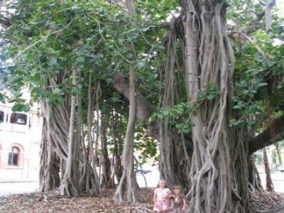 Mangrove