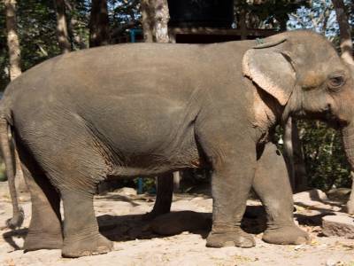 Ca doit être un éléphant