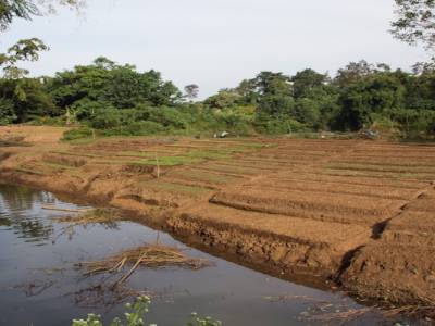 Terre cultivable