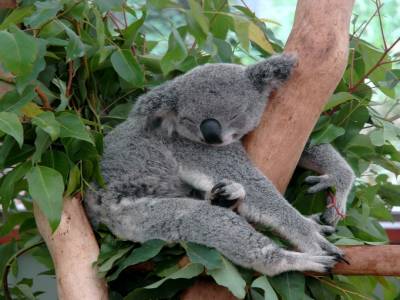 Koala au parc de Brisbane