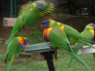 lorikeet 