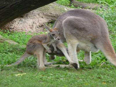 Baby kangourou et sa mother