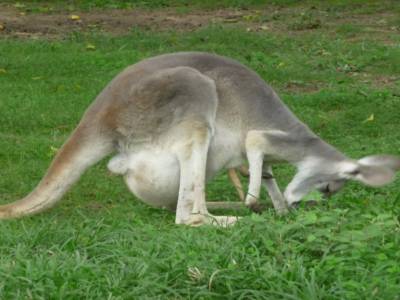 Mum kangourou