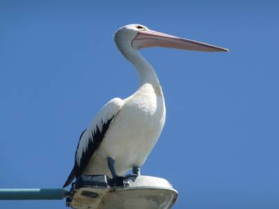 Pélican à Port-Maquarie