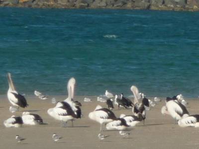Pélicans à Forster