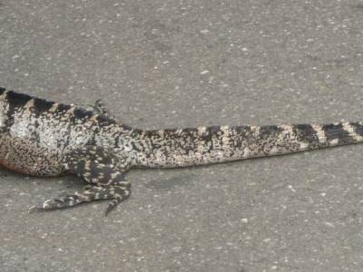 Iguane ou varan Australien appelé goanna pat les autochtones