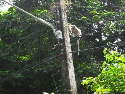 ici aussi il ya des singes