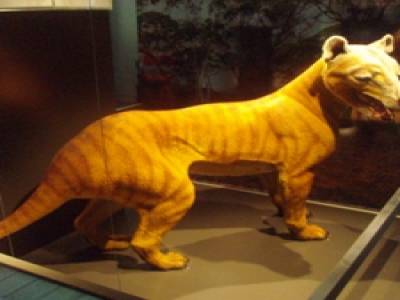 Tigres de Tasmanie, espece disparue