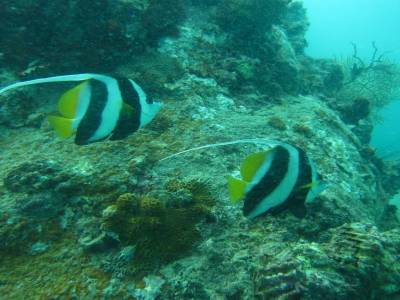Poissons cochers