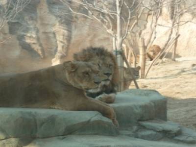 zoo - children grand park