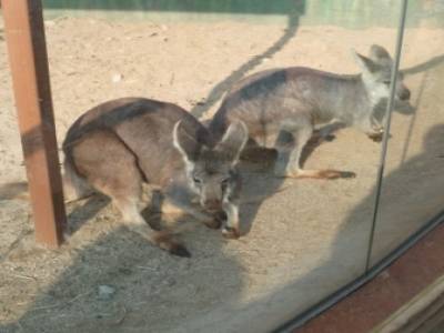 zoo - children grand park