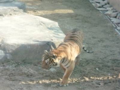 zoo - children grand park
