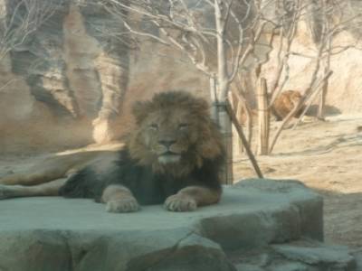 zoo - children grand park