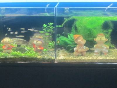 Coex Mall Aquarium