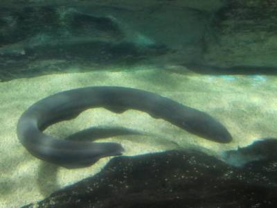 Coex Mall Aquarium