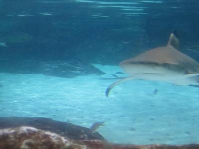 Coex Mall Aquarium