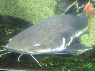 Coex Mall Aquarium