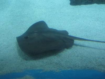 Coex Mall Aquarium