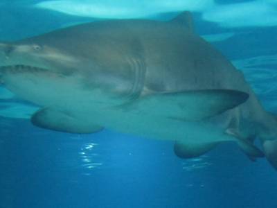 Coex Mall Aquarium