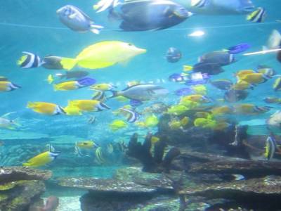 Coex Mall Aquarium