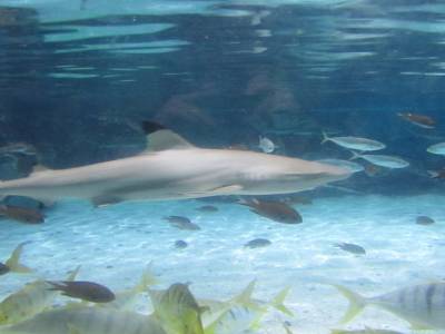 Coex Mall Aquarium