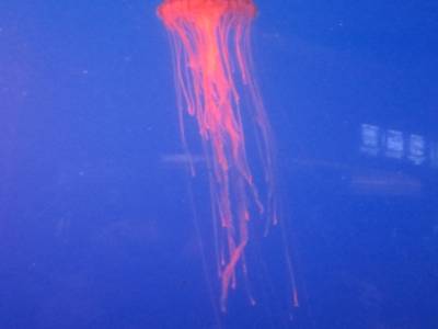 Coex Mall Aquarium
