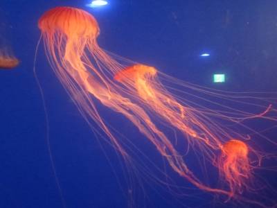 Coex Mall Aquarium
