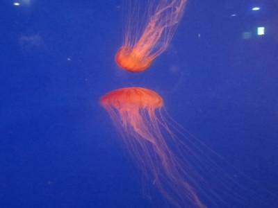 Coex Mall AquariumCoex Mall Aquarium