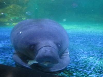 Coex Mall Aquarium