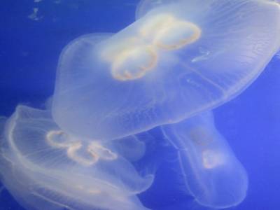 Coex Mall Aquarium
