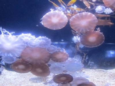 Coex Mall Aquarium