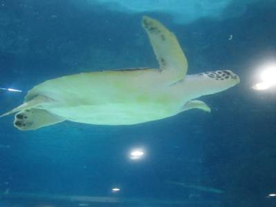 Coex Mall Aquarium