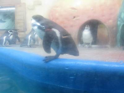 Coex Mall Aquarium