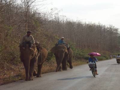Elephants sur la route de Luang Prabang