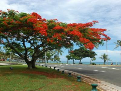 Flamboyant à l'anse Vata