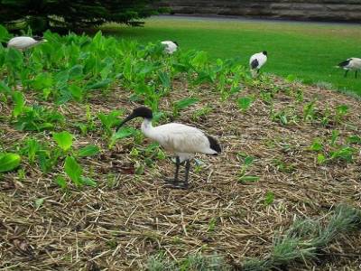 de droles d'oiseaux en liberte, thomas dit que ce sont des ibis, mais amelie dit que c pas ca... vous le savez vous ?