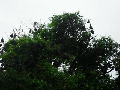 ben non ! ce sont des chauve-souris ! balezes comme un chien !