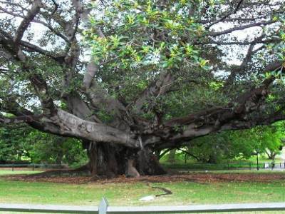 un arbre centenaire ( ou plus ?)
