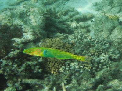 Poisson du lagon calédonien
