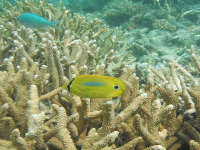 Poisson du lagon Calédonien