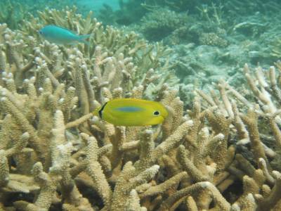 Poisson du lagon Calédonien