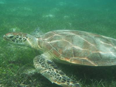 Tortue du lagon a L'îlot  Amédée