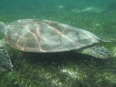 Tortue du lagon a L'îlot  Amédée