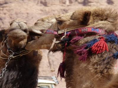 Bisous du Wadi Rum