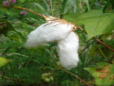 Coton