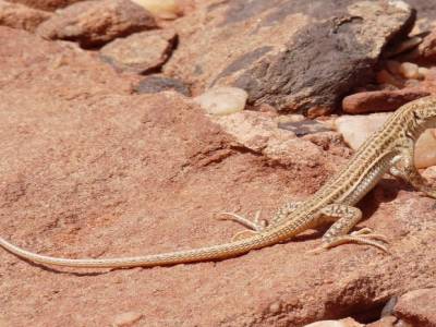 Un habitant du désert